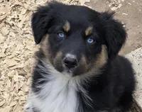 Naomi, AKC, a female Australian Shepherd for sale in Mineola, TX – Photo 1 of 9