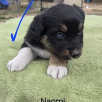 Naomi, AKC, a female Australian Shepherd for sale in Mineola, TX – Photo 9 of 9