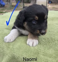 Naomi, AKC, a female Australian Shepherd for sale in Mineola, TX – Photo 9 of 9