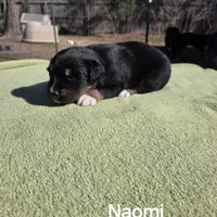 Naomi, AKC, a female Australian Shepherd for sale in Mineola, TX – Photo 6 of 9