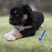 Naomi, AKC, a female Australian Shepherd for sale in Mineola, TX – Photo 8 of 9