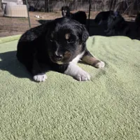 Naomi, AKC, a female Australian Shepherd for sale in Mineola, TX – Photo 5 of 9