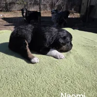 Naomi, AKC, a female Australian Shepherd for sale in Mineola, TX – Photo 7 of 9