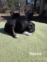 Naomi, AKC, a female Australian Shepherd for sale in Mineola, TX – Photo 7 of 9