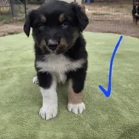 Naomi, AKC, a female Australian Shepherd for sale in Mineola, TX – Photo 4 of 9