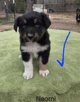 Naomi, AKC, a female Australian Shepherd for sale in Mineola, TX – Photo 4 of 9