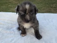 Ronald, ASDR, a male Australian Shepherd for sale in Mineola, TX – 10 of 10