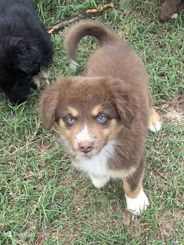 Silas – Australian Shepherd puppy for sale in Mineola, TX