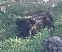 Remi, ASDR, a female Australian Shepherd for sale in Mineola, TX – 2 of 10