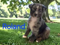Roland, a male Australian Shepherd for sale in Mineola, TX – 3 of 5