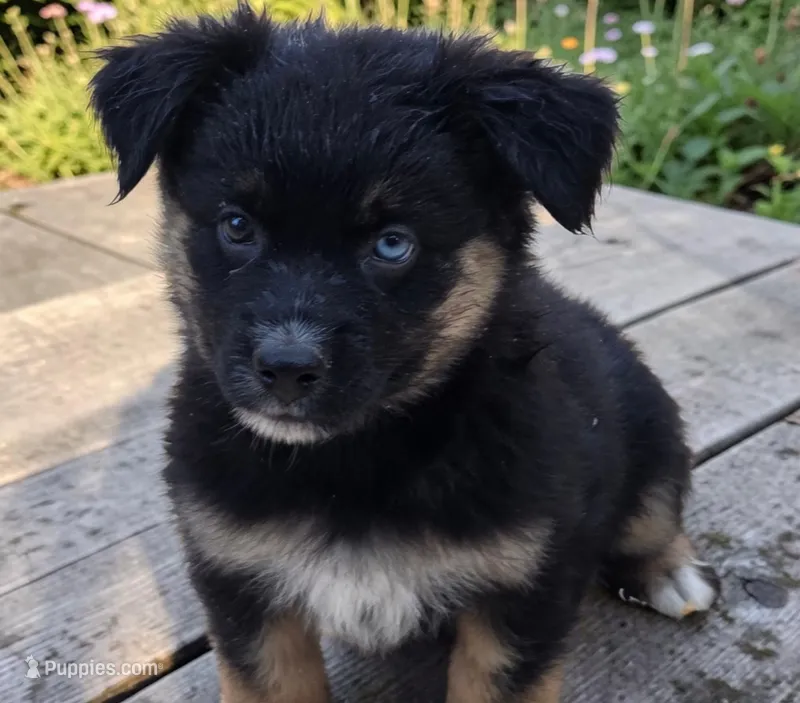 Ryder, ASDR – Australian Shepherd puppy for sale in Mineola, TX