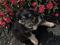 Paisley, ASDR, a female Miniature Australian Shepherd for sale in Mineola, TX – Photo 1 of 8