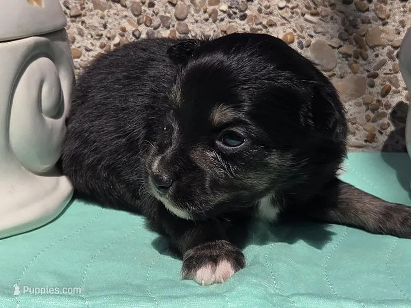 Paisley, ASDR – Miniature Australian Shepherd puppy for sale in Mineola, TX