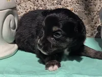 Paisley, ASDR, a female Miniature Australian Shepherd for sale in Mineola, TX – Photo 1 of 2