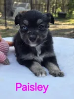 Paisley, ASDR, a female Miniature Australian Shepherd for sale in Mineola, TX – Photo 3 of 8