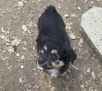 Paisley, ASDR, a female Miniature Australian Shepherd for sale in Mineola, TX – Photo 8 of 8