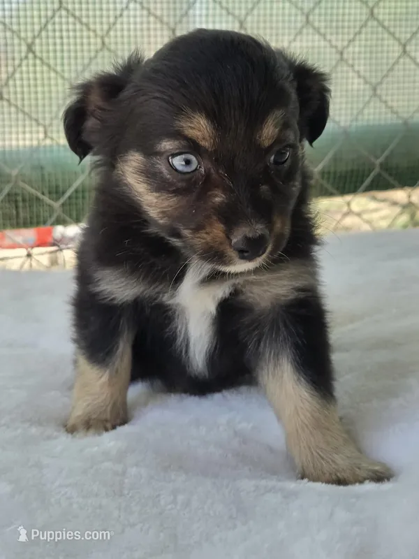 Paisley, ASDR – Miniature Australian Shepherd puppy for sale in Mineola, TX