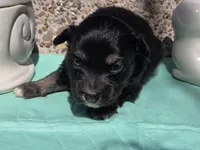 Paisley, ASDR, a female Miniature Australian Shepherd for sale in Mineola, TX – Photo 2 of 2