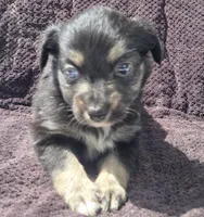 Paisley, ASDR, a female Miniature Australian Shepherd for sale in Mineola, TX – Photo 5 of 8