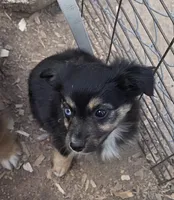 Paisley, ASDR, a female Miniature Australian Shepherd for sale in Mineola, TX – Photo 7 of 8