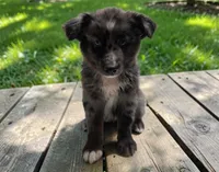 Roland, a male Australian Shepherd for sale in Mineola, TX – 4 of 5