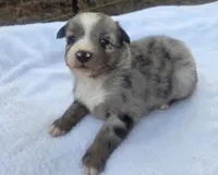 RaeAnn, ASDR, a female Australian Shepherd for sale in Mineola, TX – 8 of 10