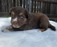 Silas, a male Australian Shepherd for sale in Mineola, TX – 3 of 3