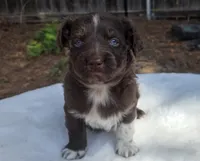 Stan, a male Australian Shepherd for sale in Mineola, TX – 3 of 3