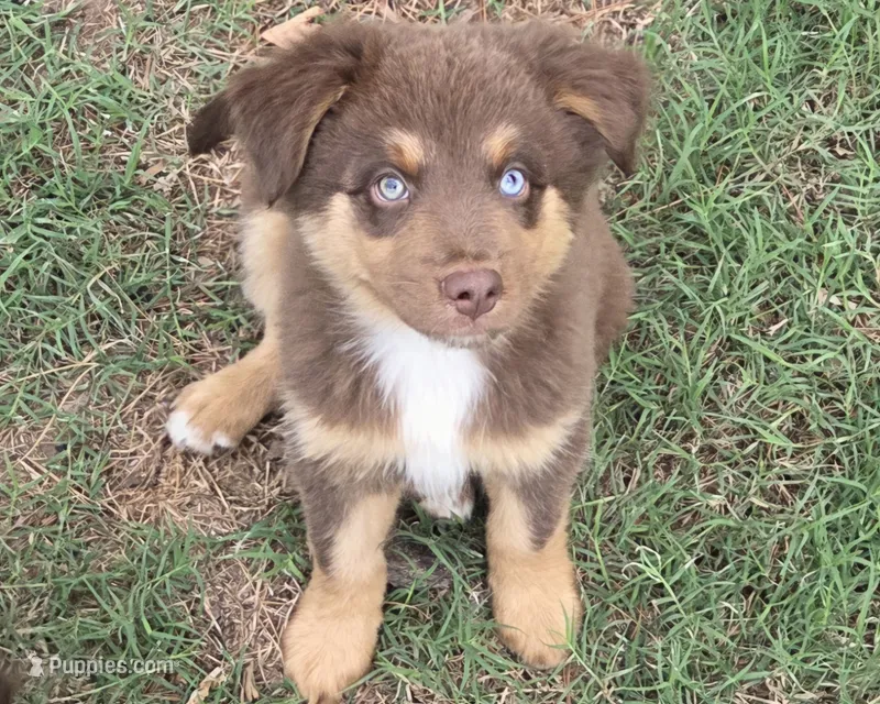 Stix – Australian Shepherd puppy for sale in Mineola, TX