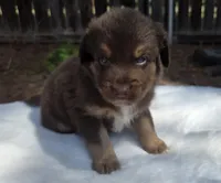 Stix, a male Australian Shepherd for sale in Mineola, TX – 3 of 3