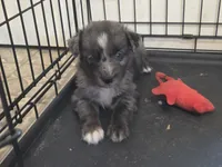 Ronald, ASDR, a male Australian Shepherd for sale in Mineola, TX – 9 of 10