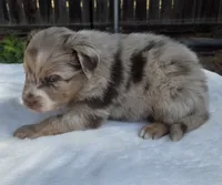 Spence, a male Australian Shepherd for sale in Mineola, TX – 3 of 3