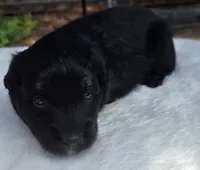 Tan, a male Australian Shepherd for sale in Mineola, TX – 2 of 3