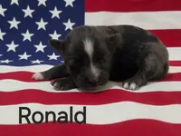 Ronald, ASDR, a male Australian Shepherd for sale in Mineola, TX – 2 of 2