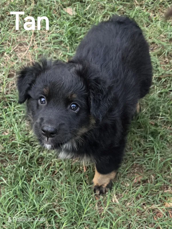 Tan – Australian Shepherd puppy for sale in Mineola, TX