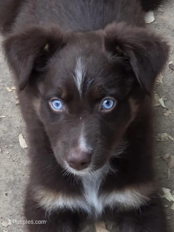 Quintessa, ASDR – Australian Shepherd puppy for sale in Mineola, TX