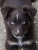 Quintessa, ASDR, a female Australian Shepherd for sale in Mineola, TX – 1 of 10