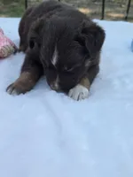 Quintessa, ASDR, a female Australian Shepherd for sale in Mineola, TX – Photo 2 of 4