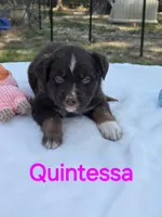 Quintessa, ASDR, a female Australian Shepherd for sale in Mineola, TX – Photo 1 of 4