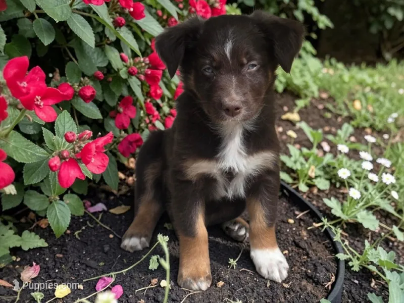 Quintessa, ASDR – Australian Shepherd puppy for sale in Mineola, TX