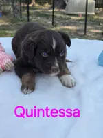 Quintessa, ASDR, a female Australian Shepherd for sale in Mineola, TX – Photo 3 of 4