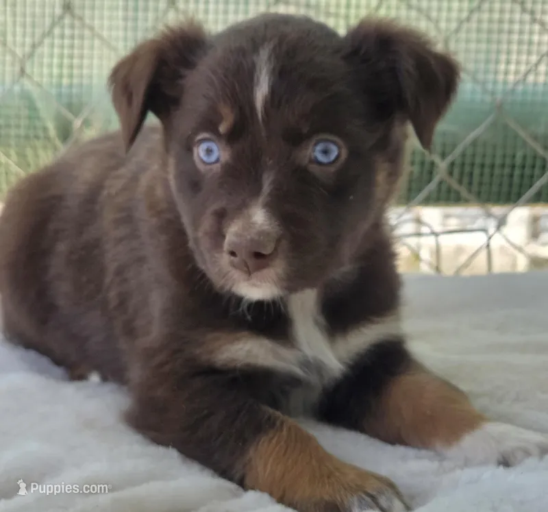 Quintessa, ASDR – Australian Shepherd puppy for sale in Mineola, TX