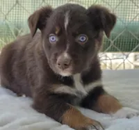 Quintessa, ASDR, a female Australian Shepherd for sale in Mineola, TX – 5 of 10