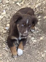 Quintessa, ASDR, a female Australian Shepherd for sale in Mineola, TX – 10 of 10