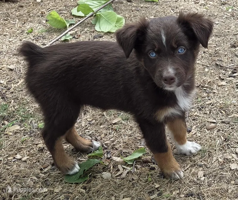 Quintessa, ASDR – Australian Shepherd puppy for sale in Mineola, TX
