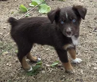 Quintessa, ASDR, a female Australian Shepherd for sale in Mineola, TX – 3 of 10