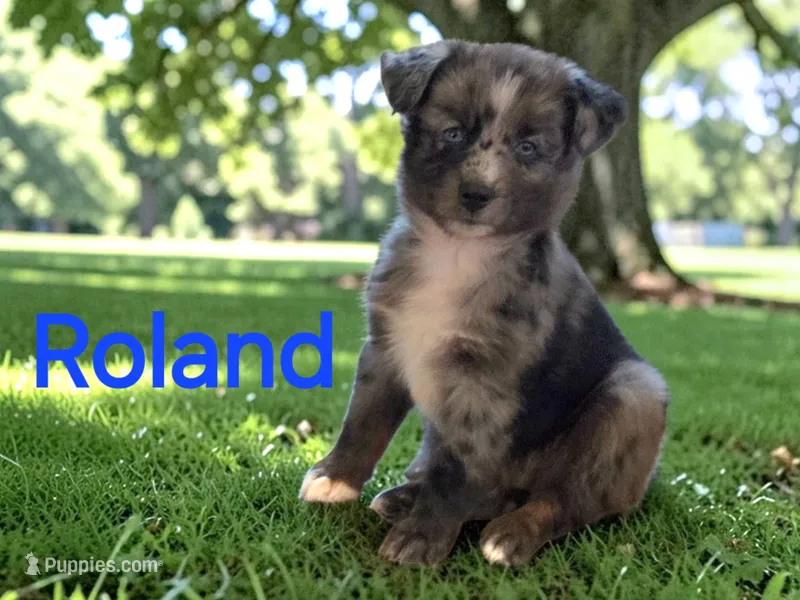 Ronald, ASDR – Australian Shepherd puppy for sale in Mineola, TX