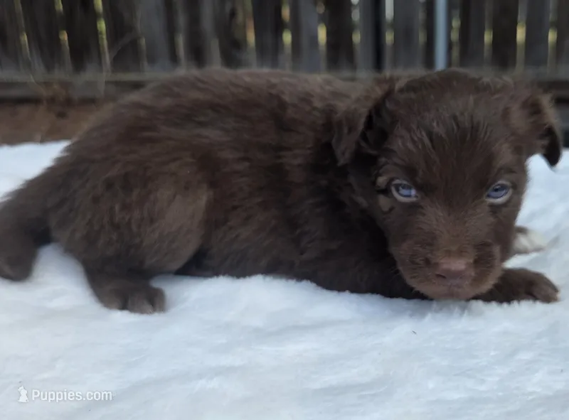 Seth – Australian Shepherd puppy for sale in Mineola, TX