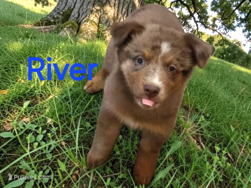 River, ASDR – Australian Shepherd puppy for sale in Mineola, TX