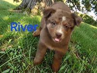 River, ASDR, a male Australian Shepherd for sale in Mineola, TX – 1 of 9